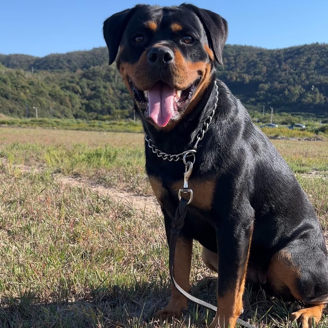 涡阳金老板犬舍（罗威纳黑妞）