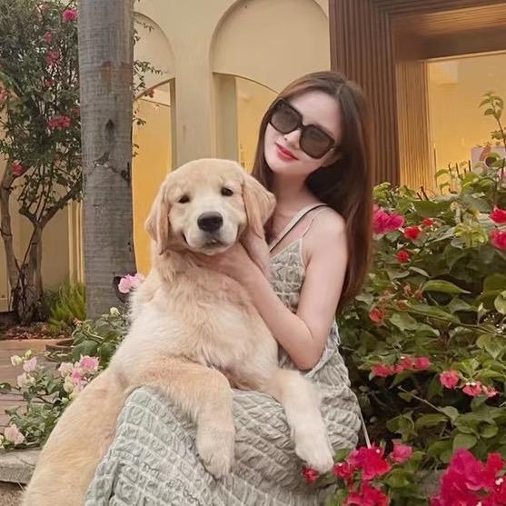 金毛钱钱（钱少爷）