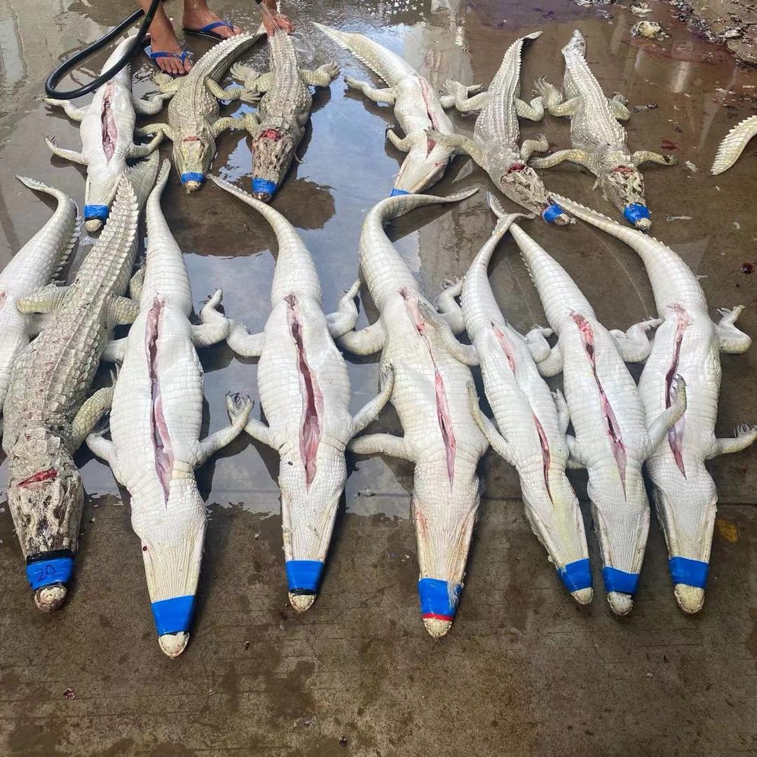 鳄仙人养殖零售店叁德商贸