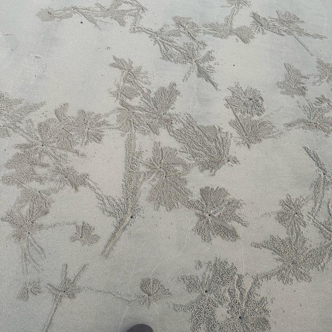 深黄的花叶溪苔头像