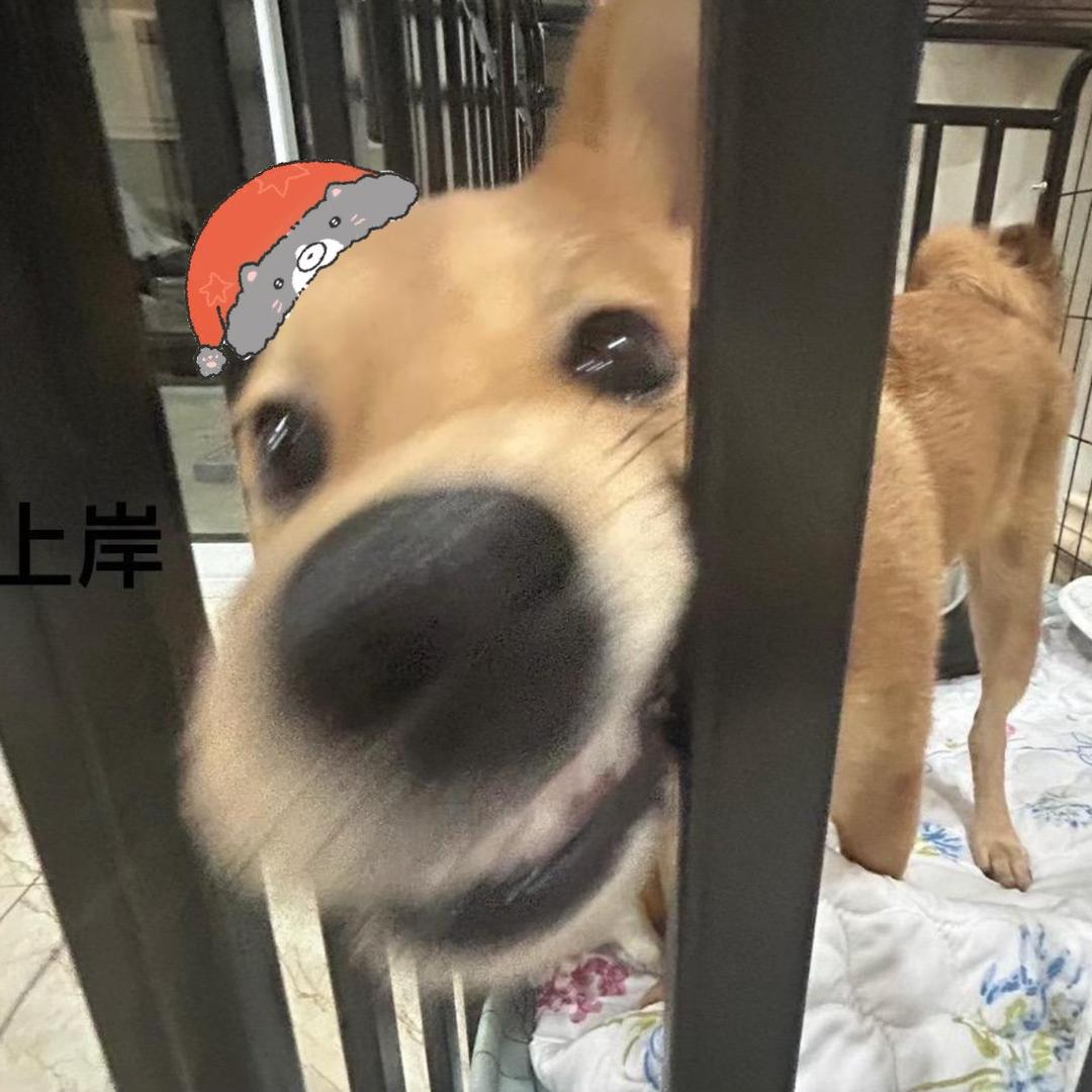 两只景田