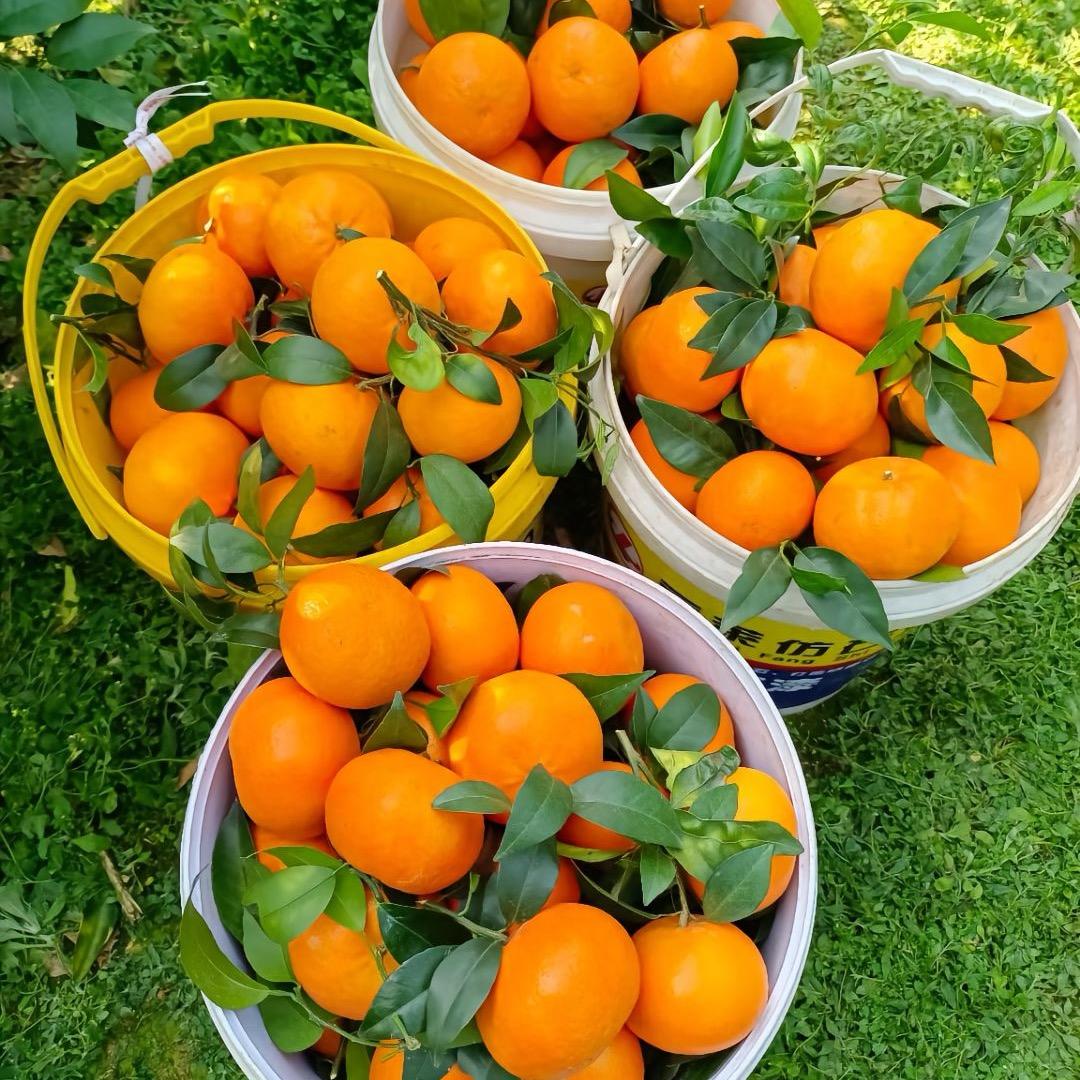 原产地武鸣沃柑