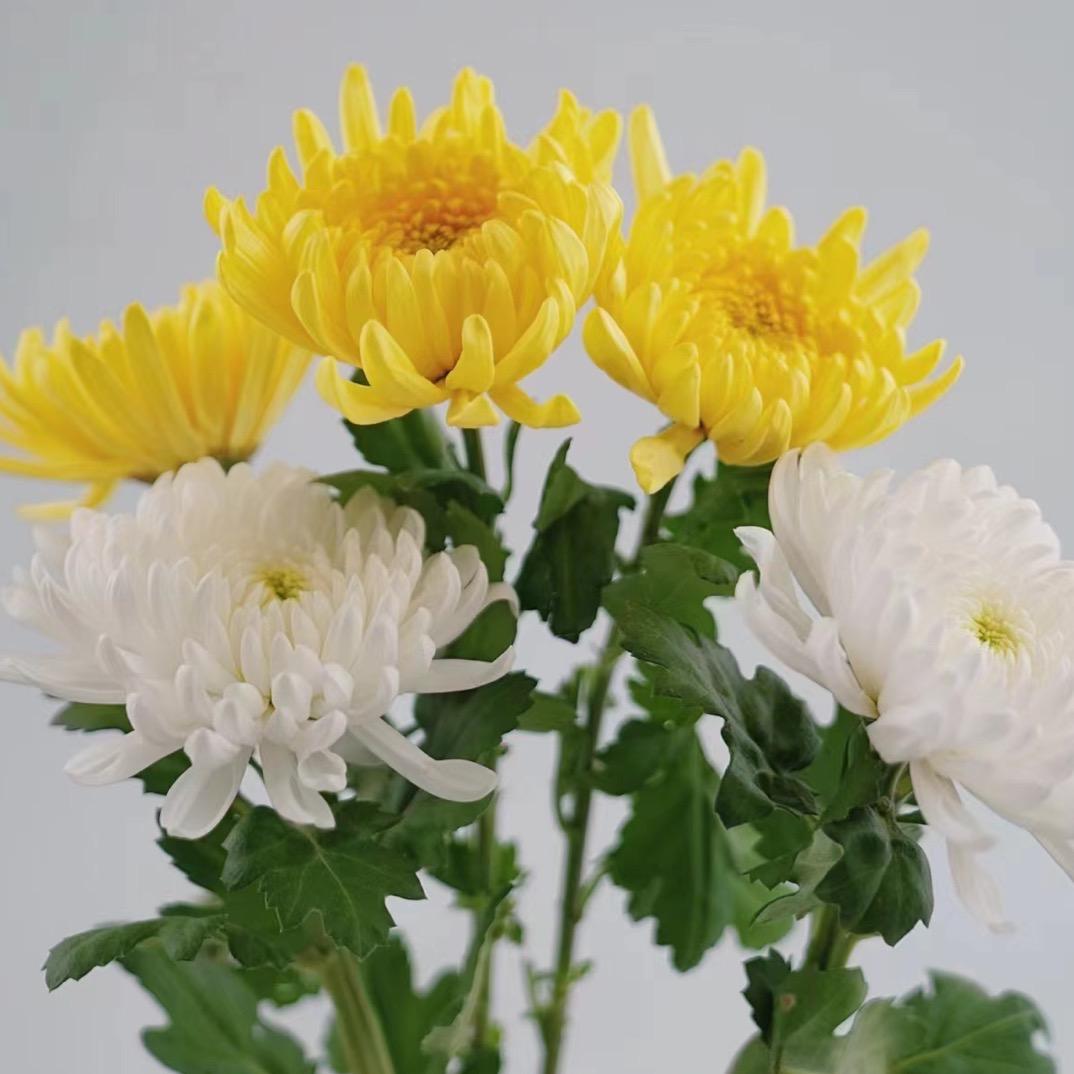 芊芊菊花坊