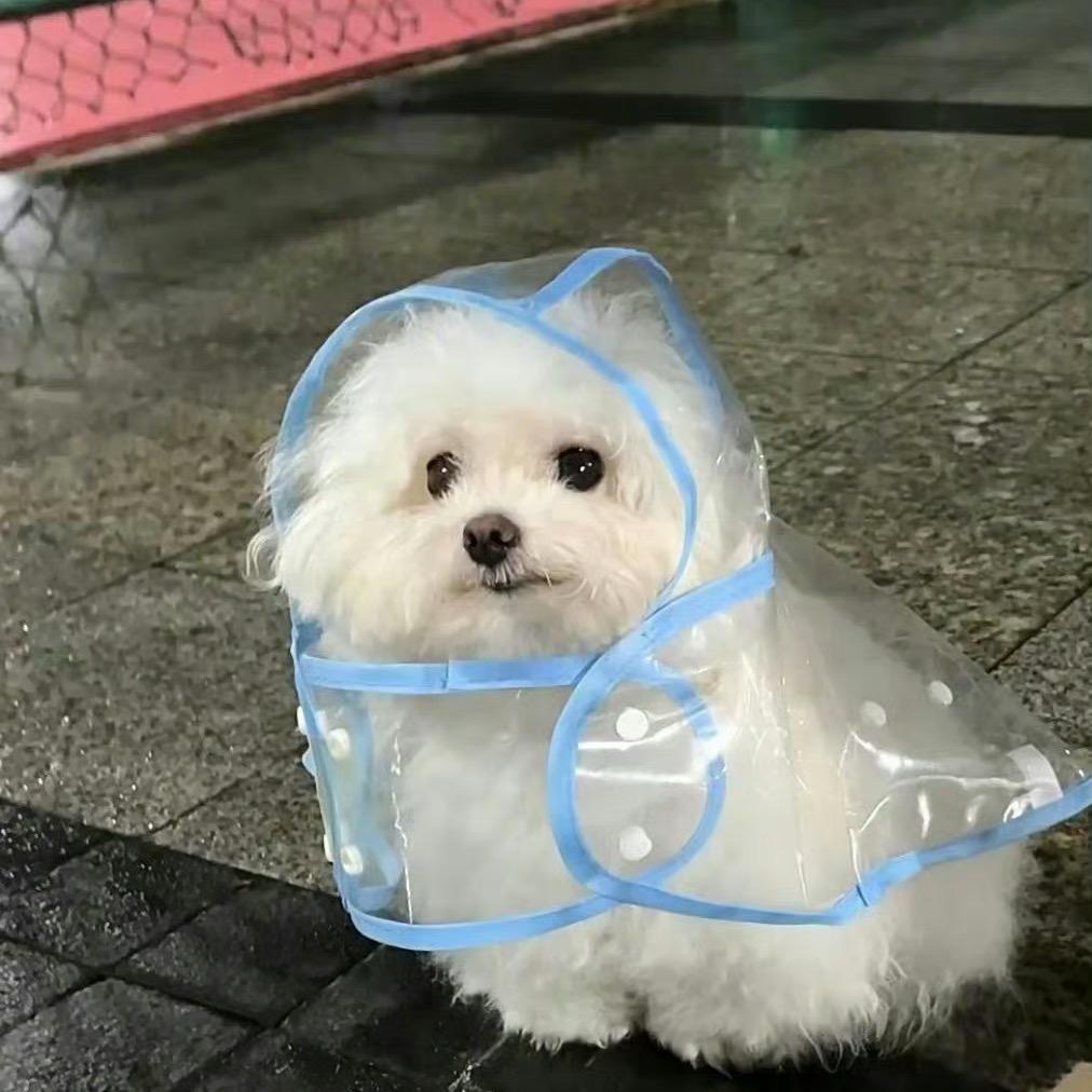 小小荔枝呀