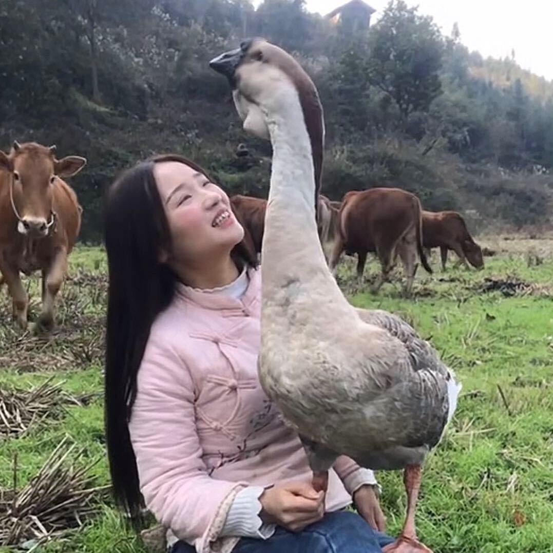 莲妹妹跟大鹅卖山货（摄影师号）