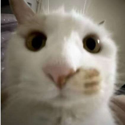 鲨鱼ovo（三角洲版）