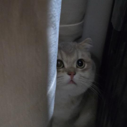 麻瓜1