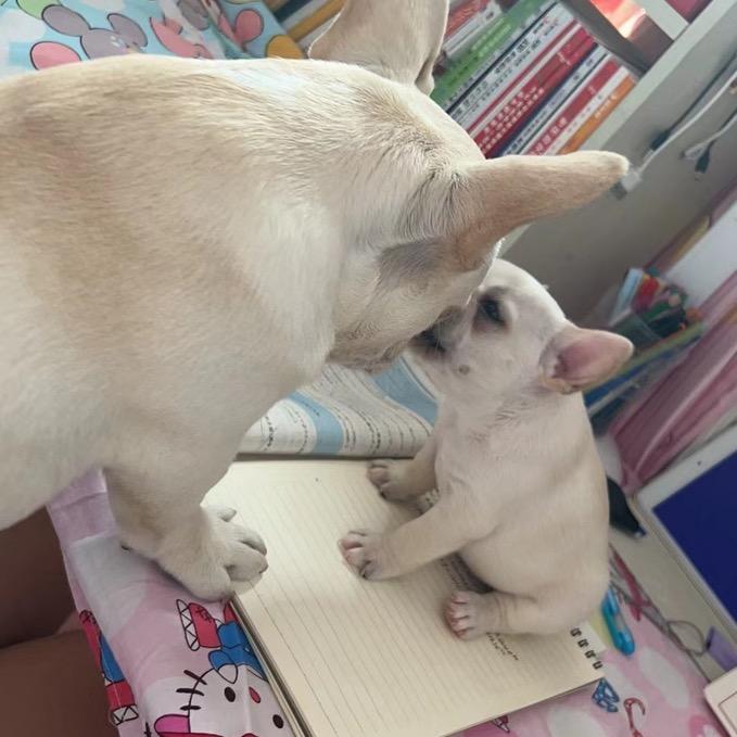 麻酱是条小狗🐶(关注必回)
