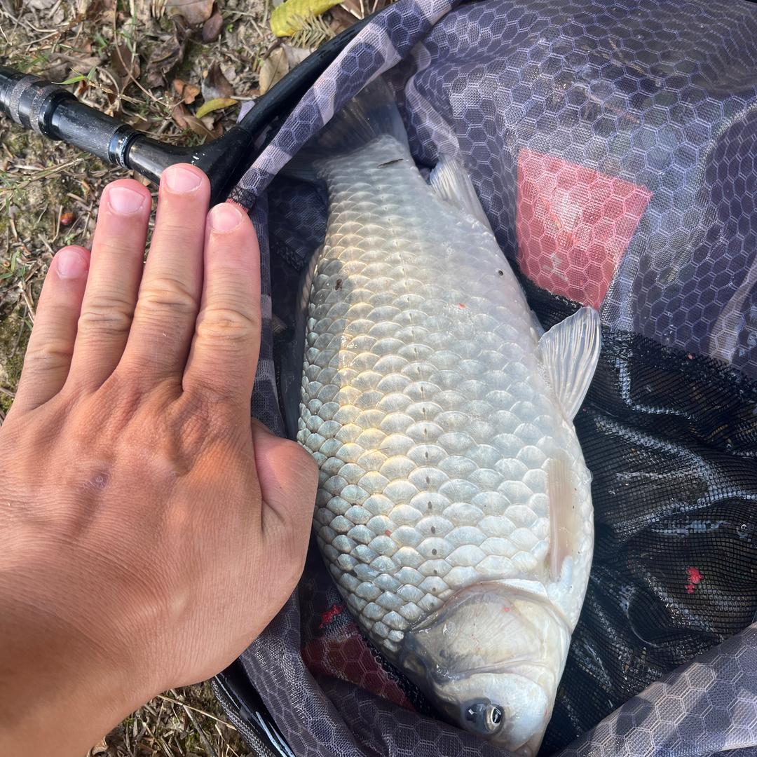 黑熊钓鱼