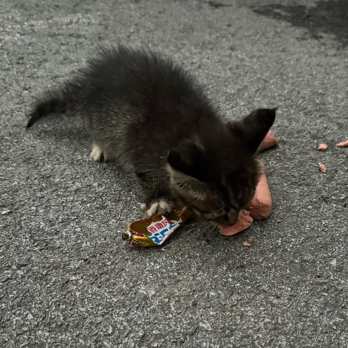 82岁AAA米其林牛爷爷