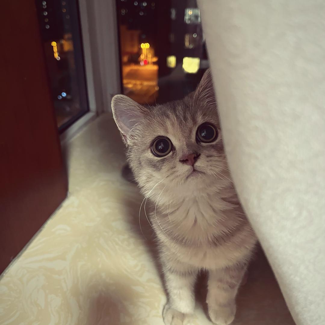 猫姐（卖猫砂的）