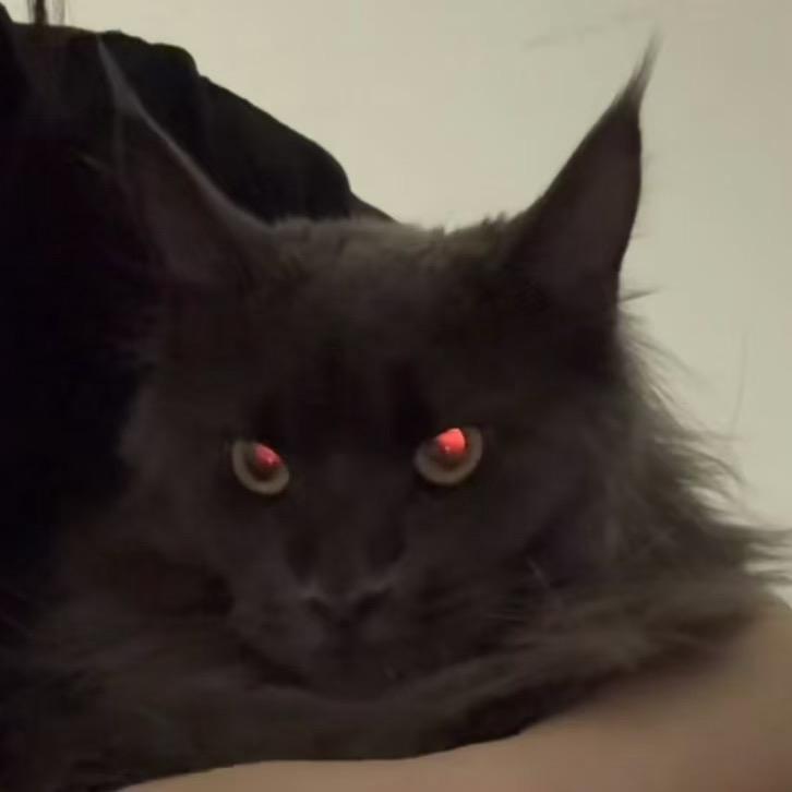 🐈‍⬛闪闪惹人爱