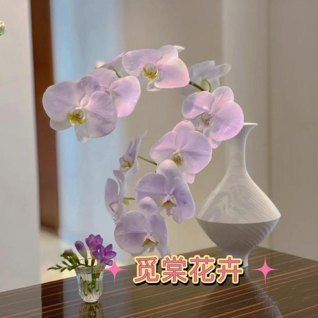 觅棠花卉园蝴蝶兰