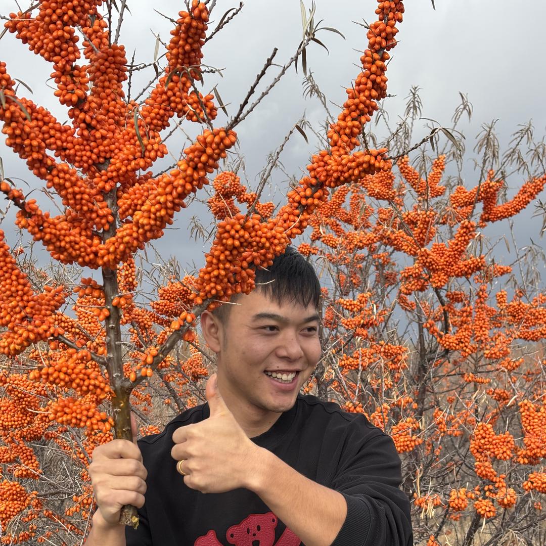 棘洋洋沙棘种植基地