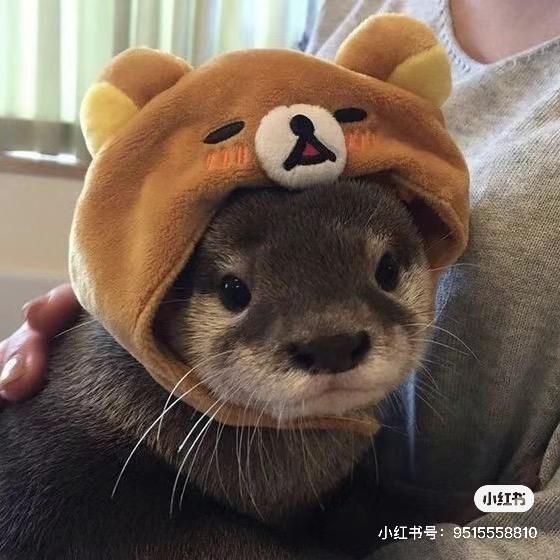 聪明小树懒