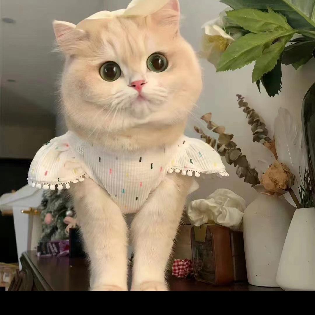一依