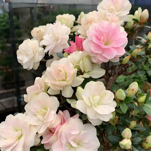 漳平永福顺鑫花木场