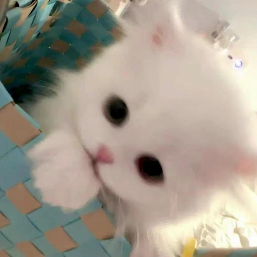 小呆猫