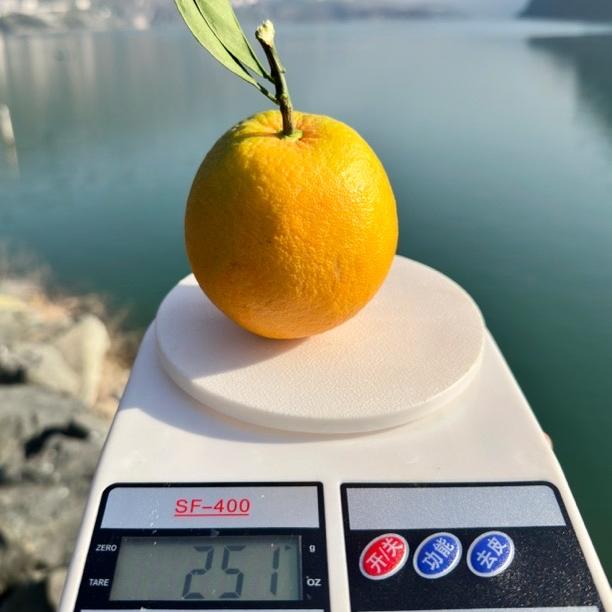 德昌秋老虎农业超市