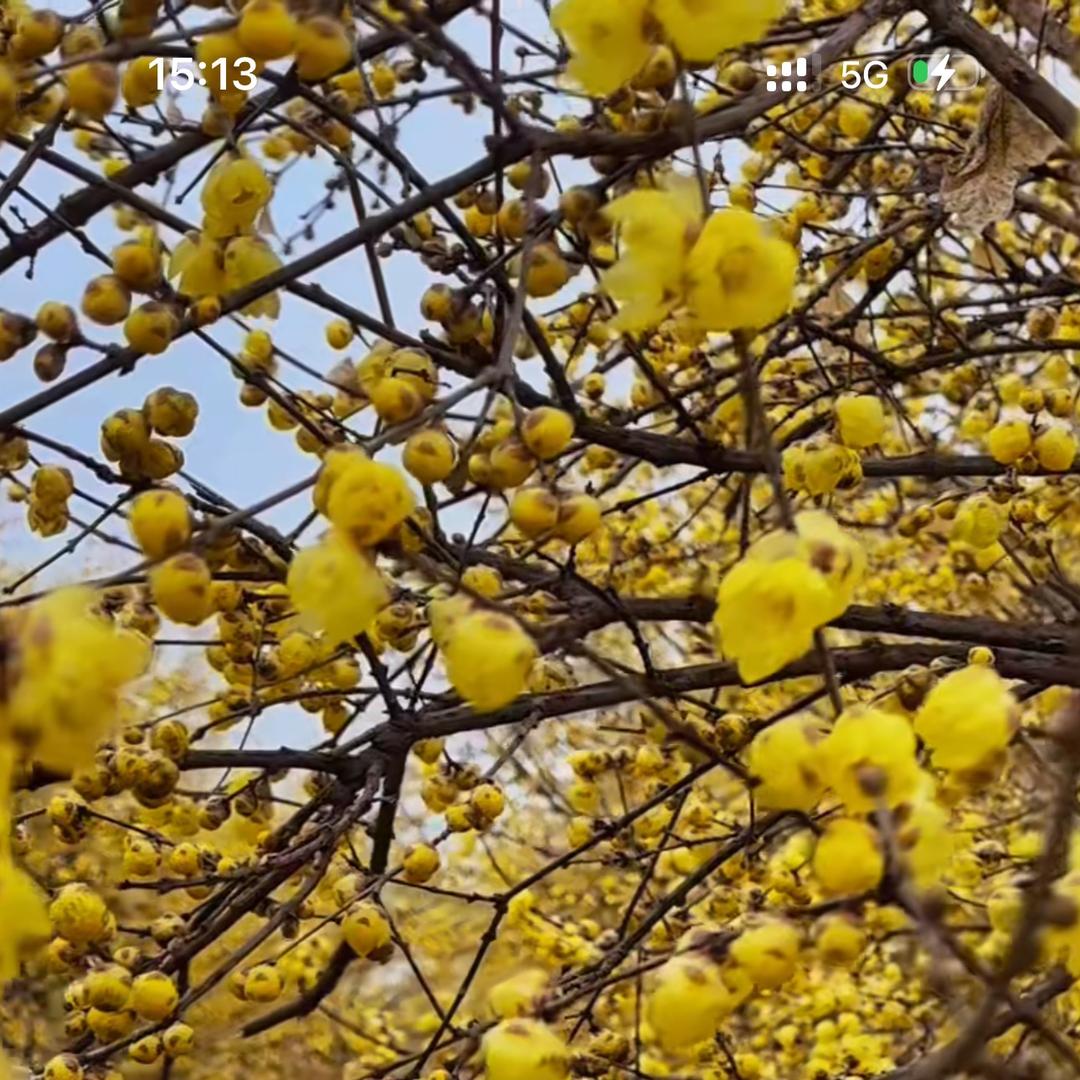 春朗园艺花卉精选店