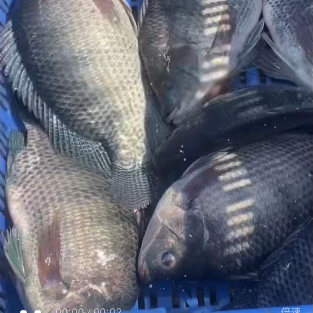 鸿运垂钓俱乐部