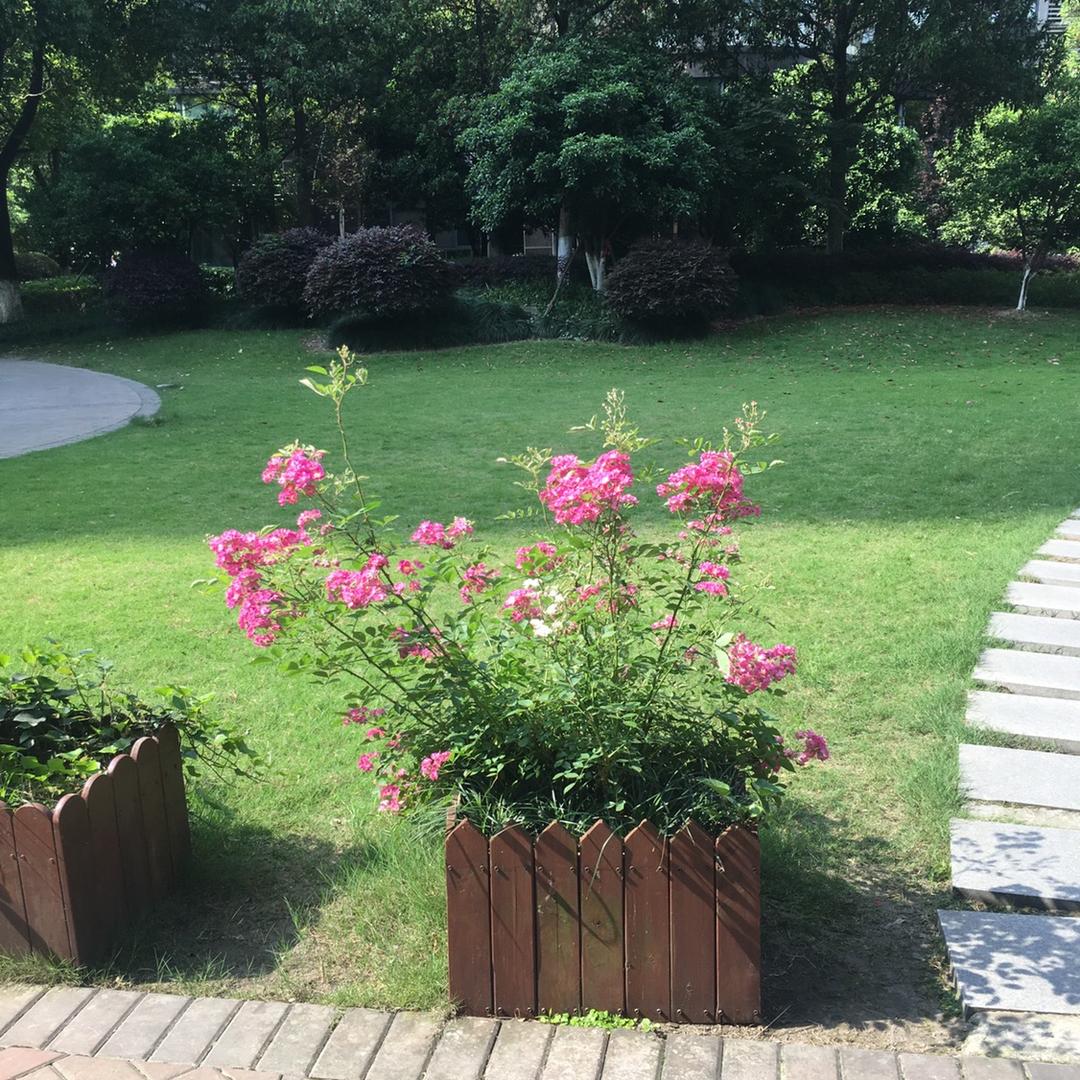 落基山棉花糖