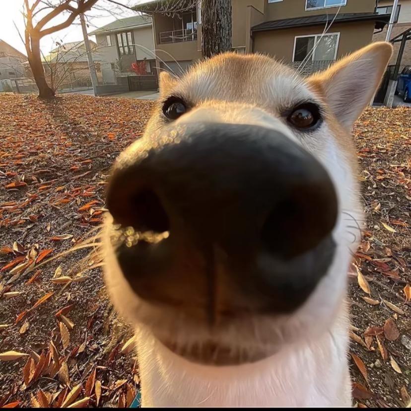 不吃猪蹄