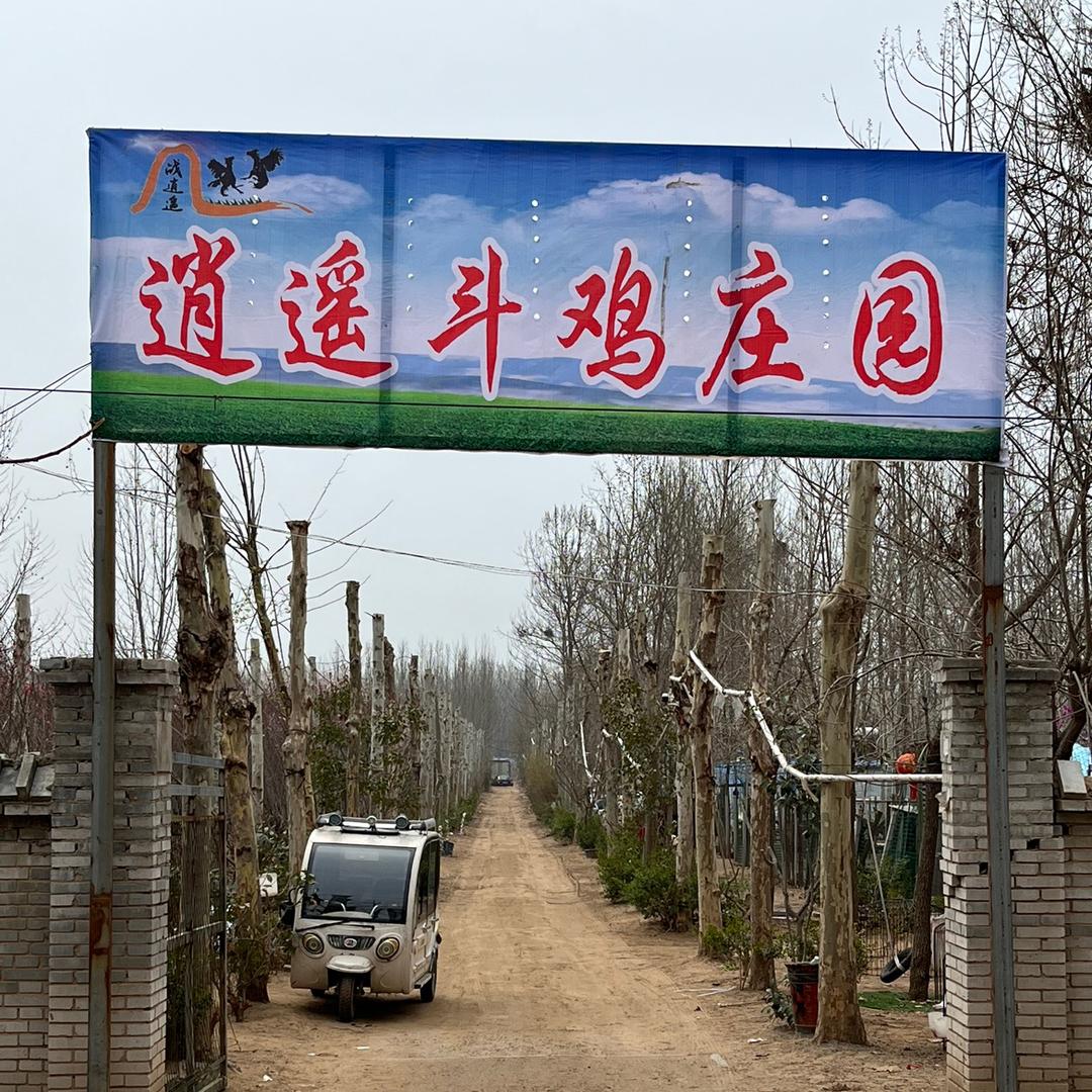 黄河故道斗鸡