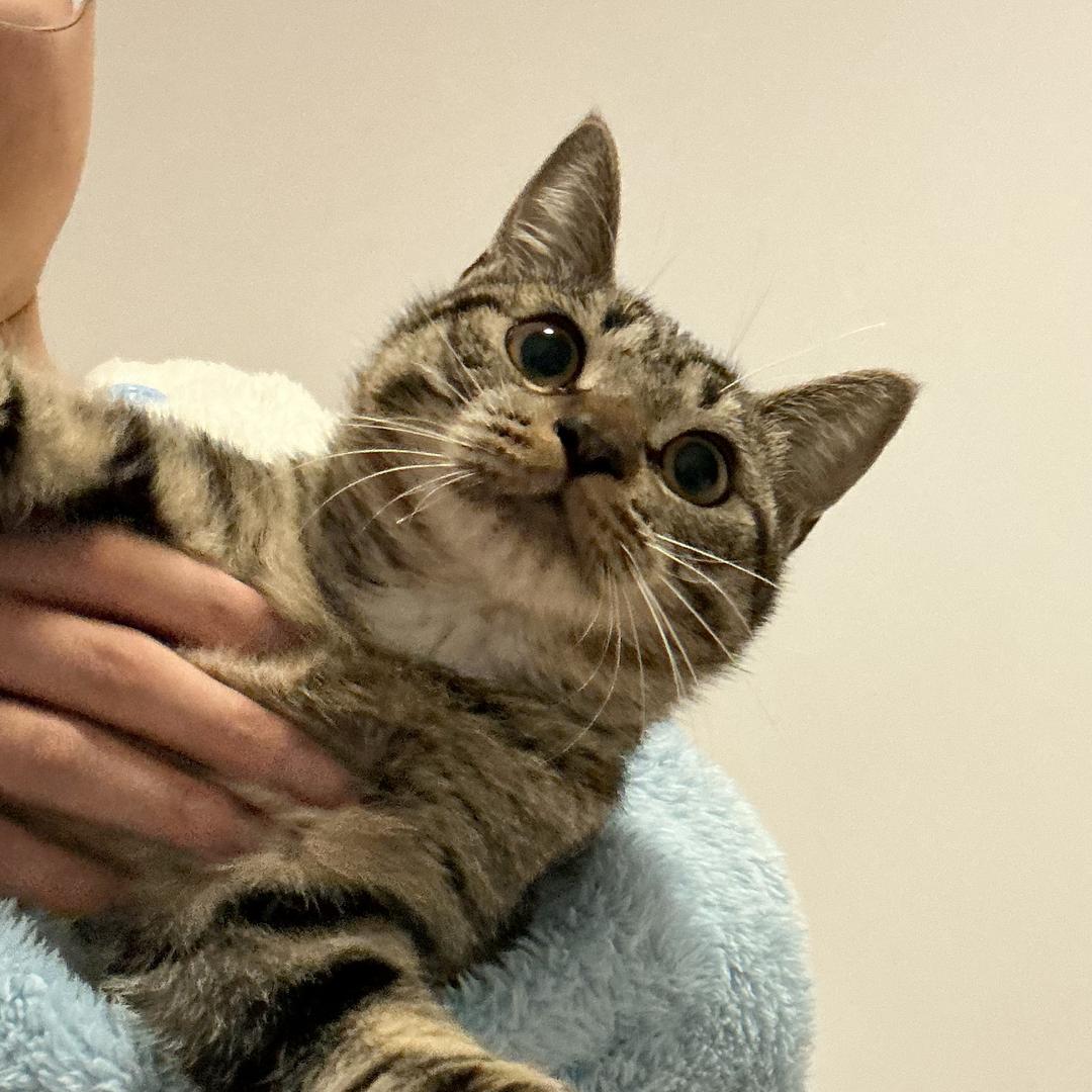 向北（三角洲行动）