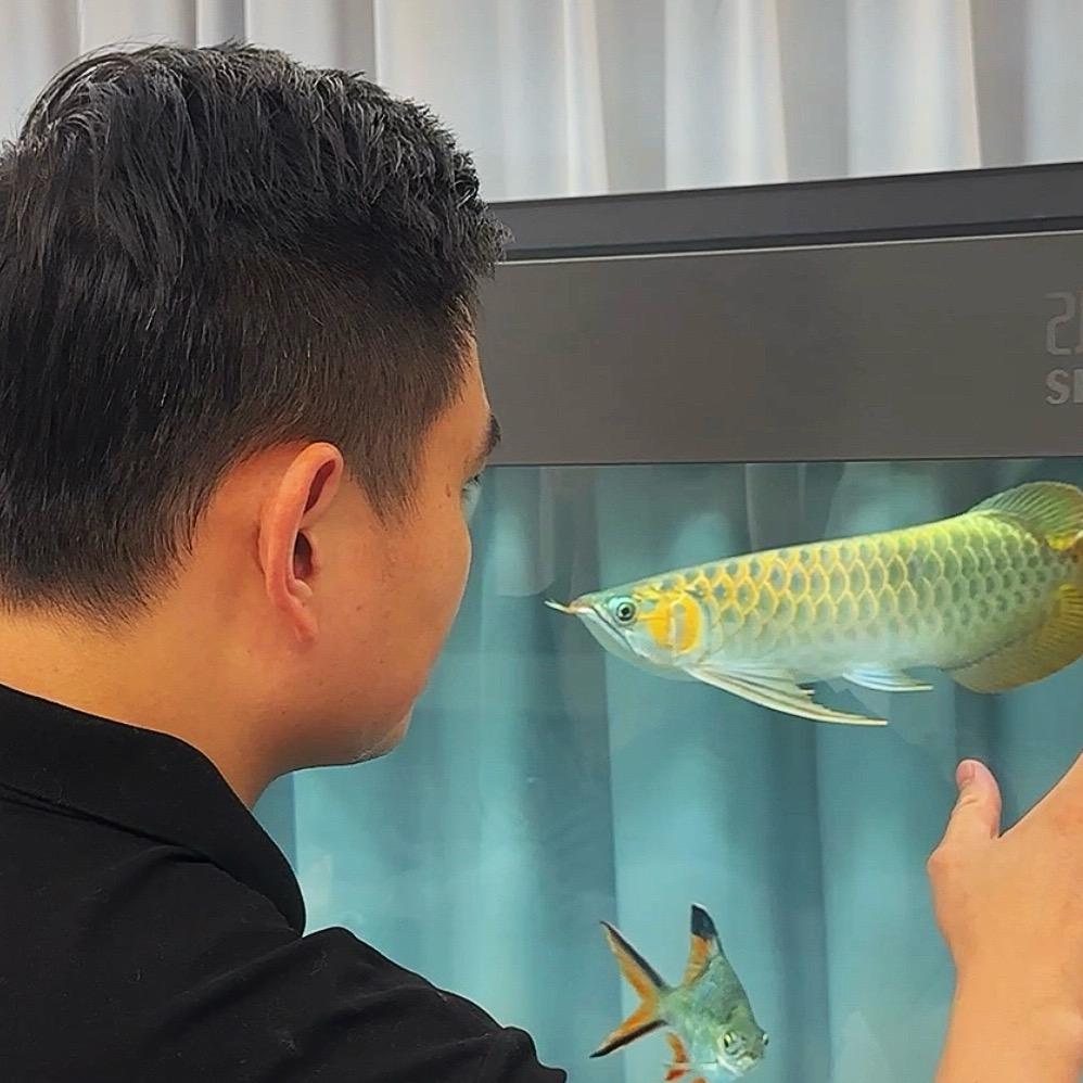 吴先生玩龙鱼