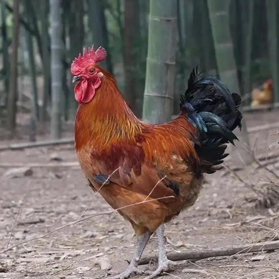 伯牙珍禽