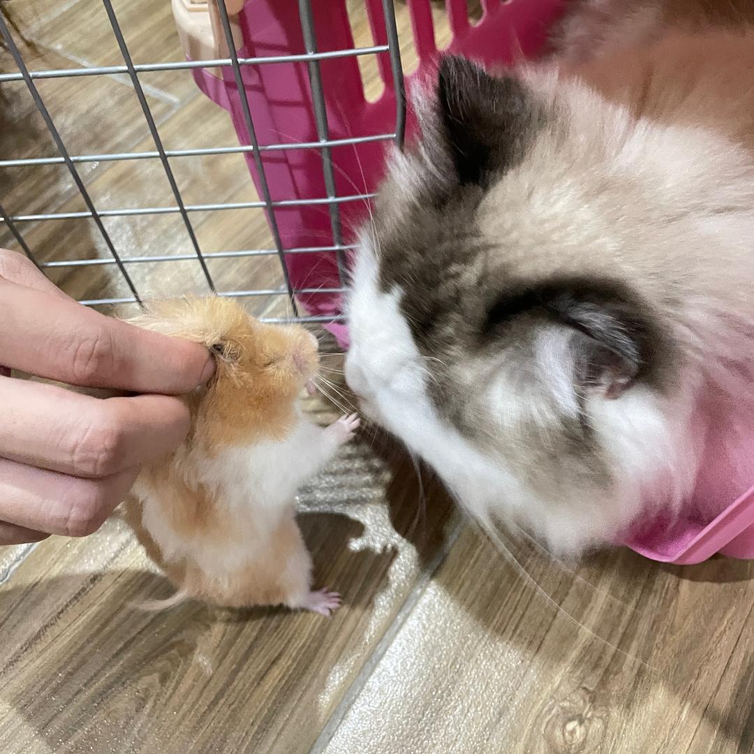🦢大鹅🦢