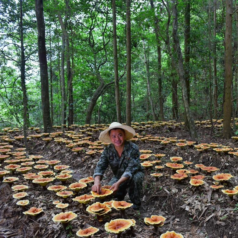 项永年野生灵芝谷