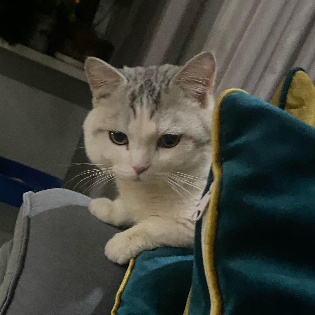 CC是小猫