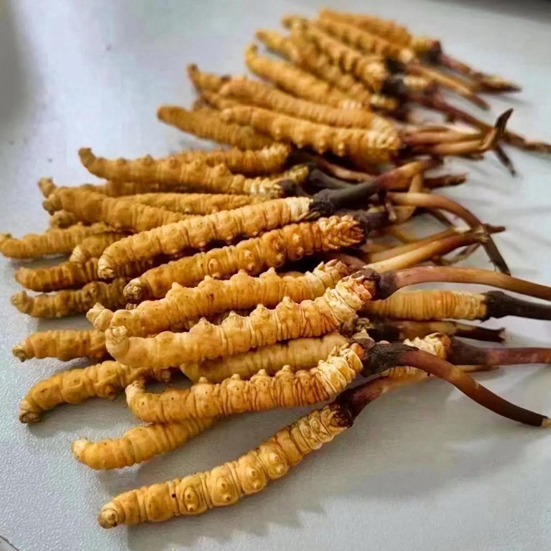 藏东丁青虫草铺