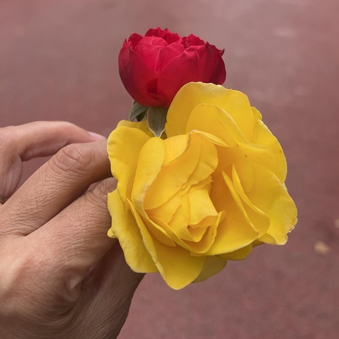 利姐🌹
