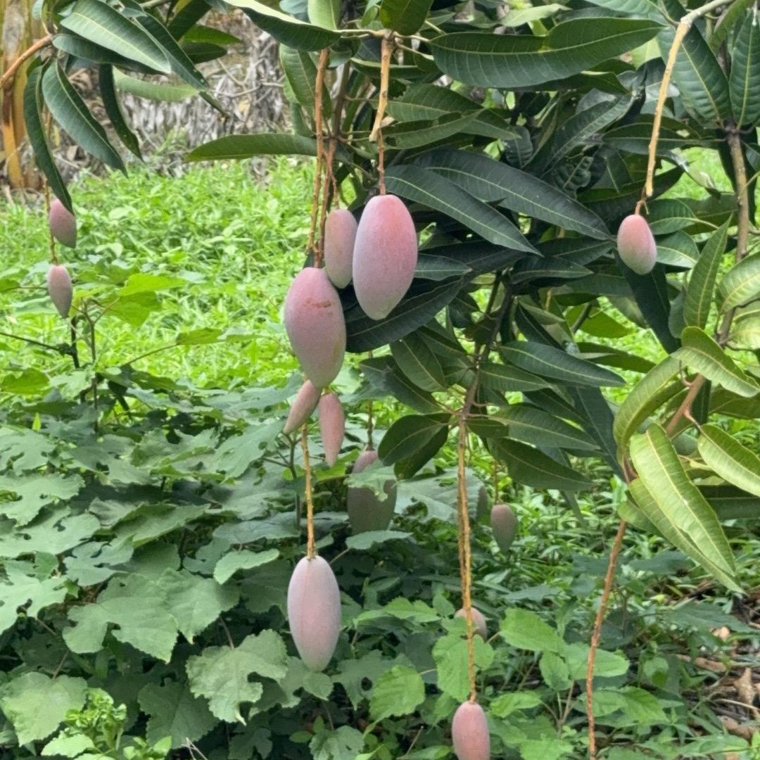 才不是蚂喽（私回）