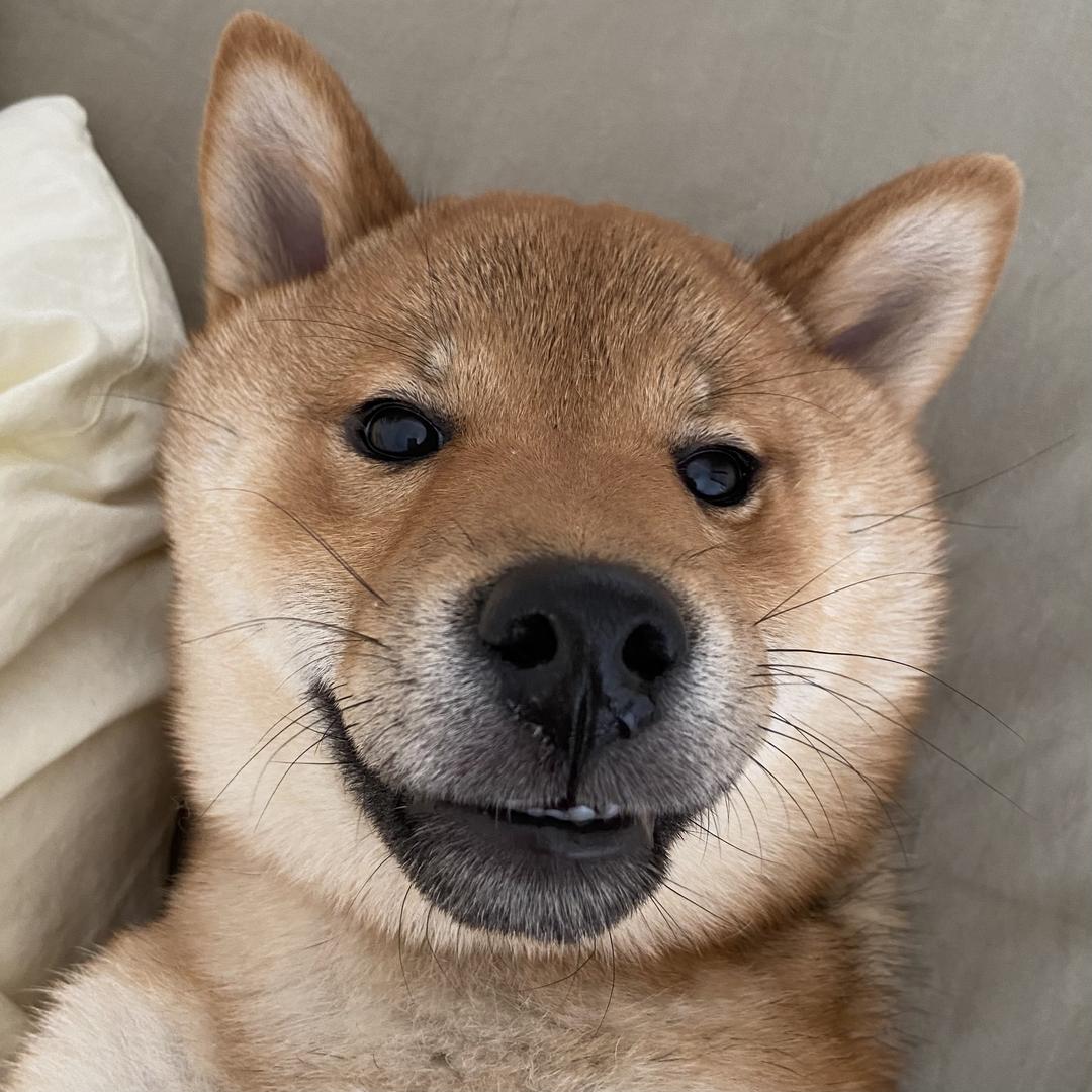 旺旺咕噜酱