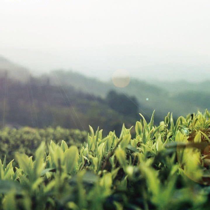 日照绿茶实在茶