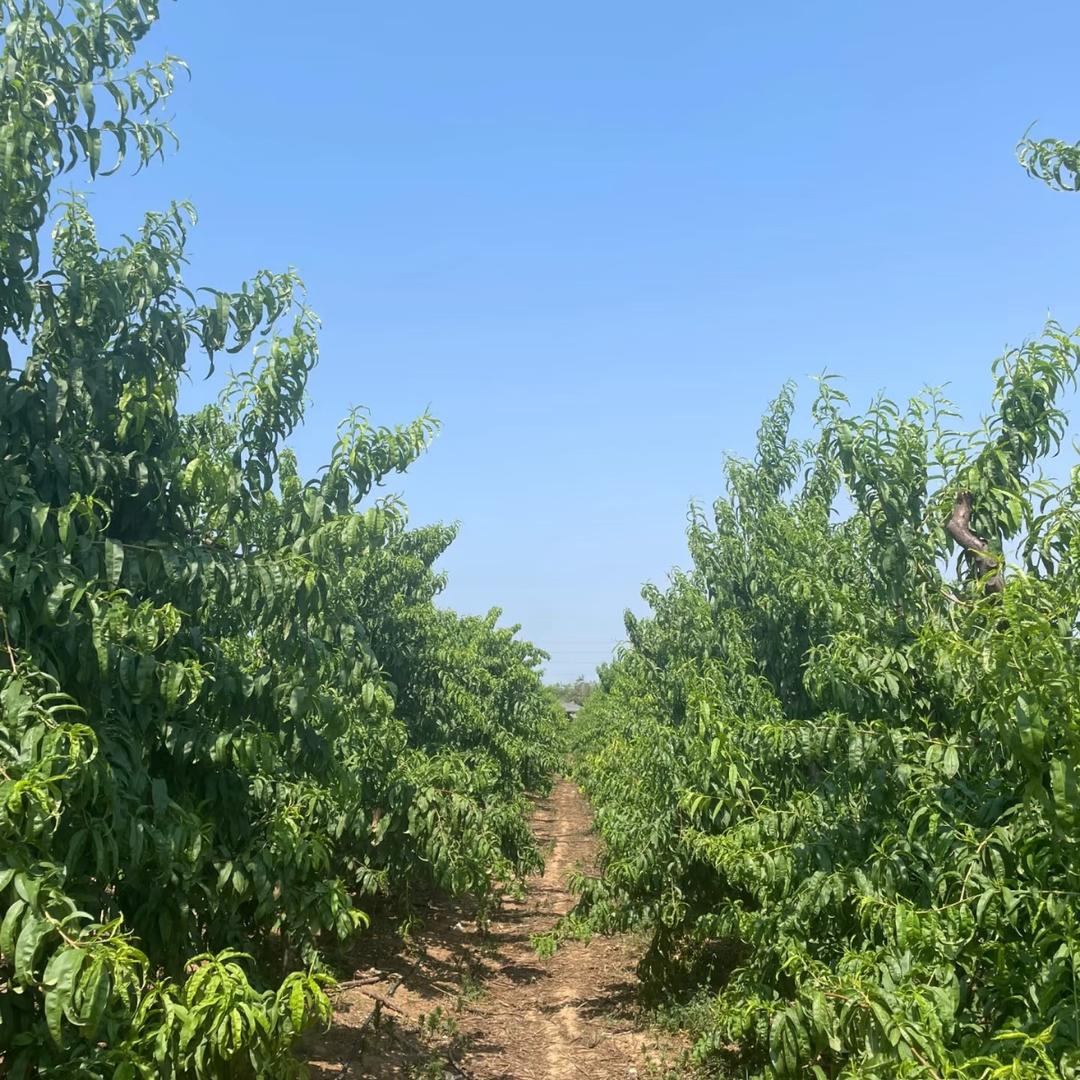 金蝉领鲜—张姐