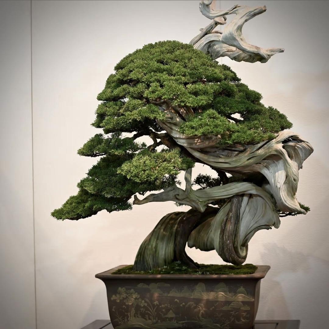 喆松野盆栽园艺
