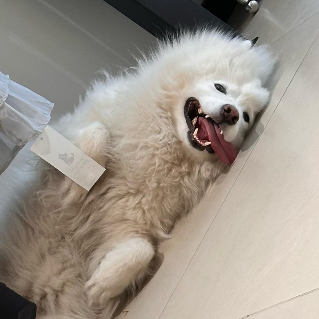 忠华萌宠严选
