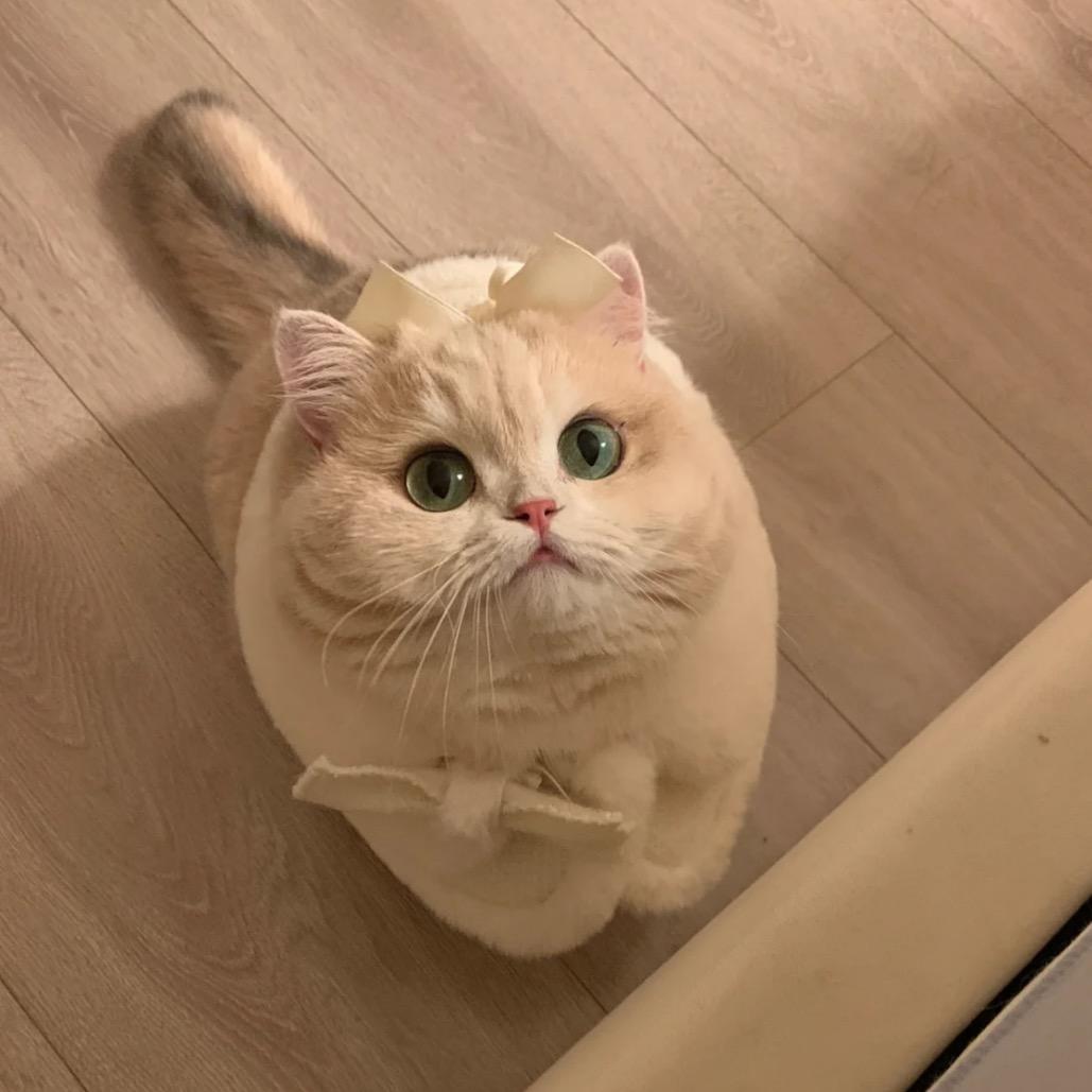 金金要红（未红版）