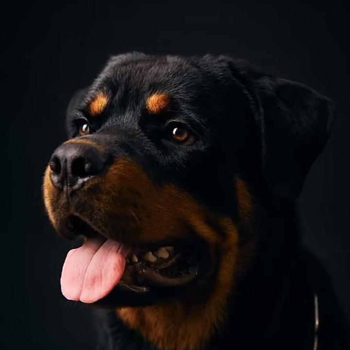 鑫远纯种犬培育基地🐶