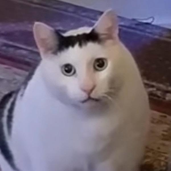 猫咪咪的日常