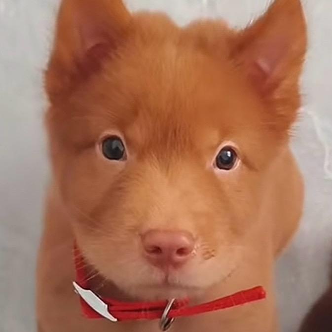 牛牛田园犬