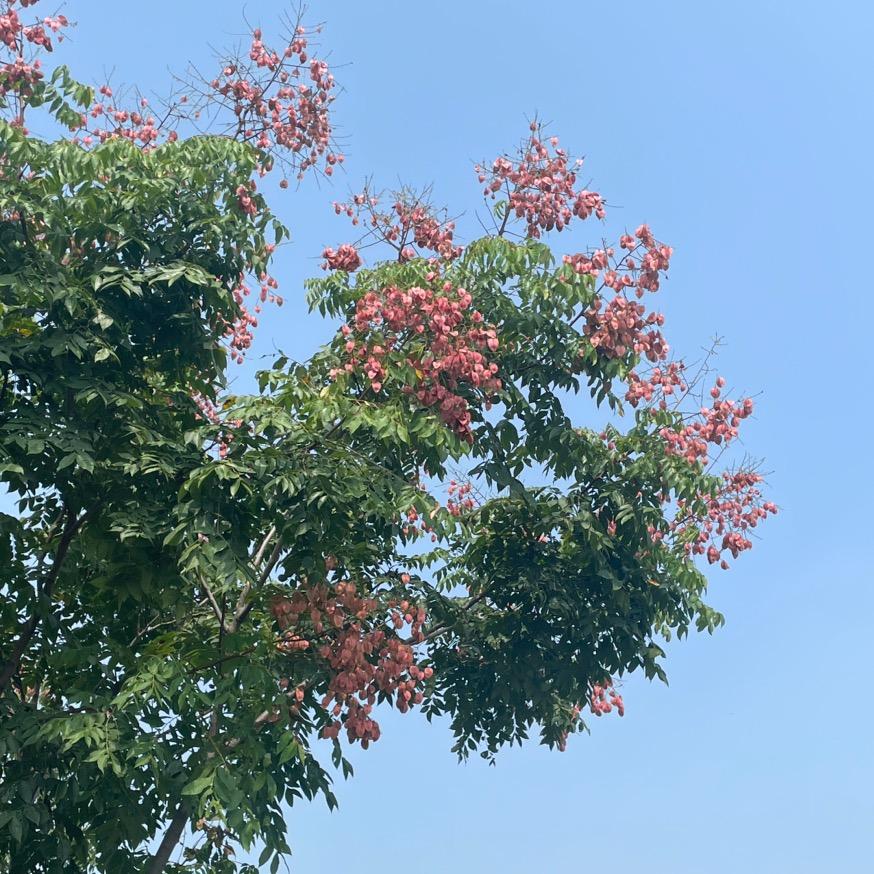 蛋糕喵