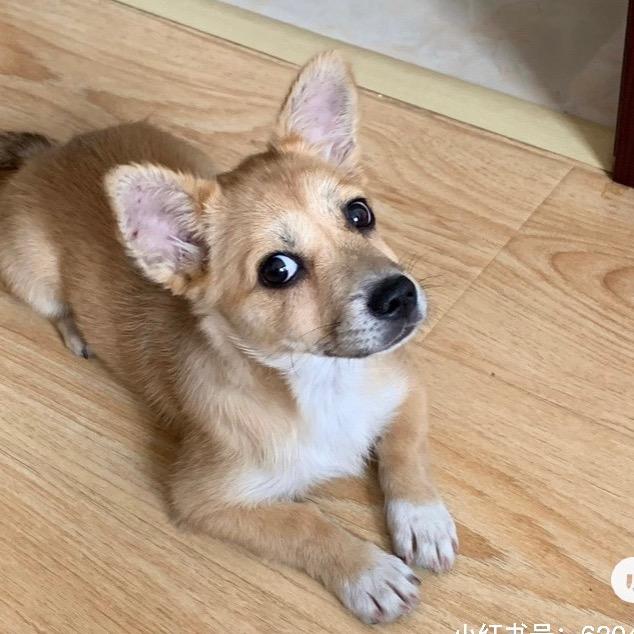 阿黄是我niu姐