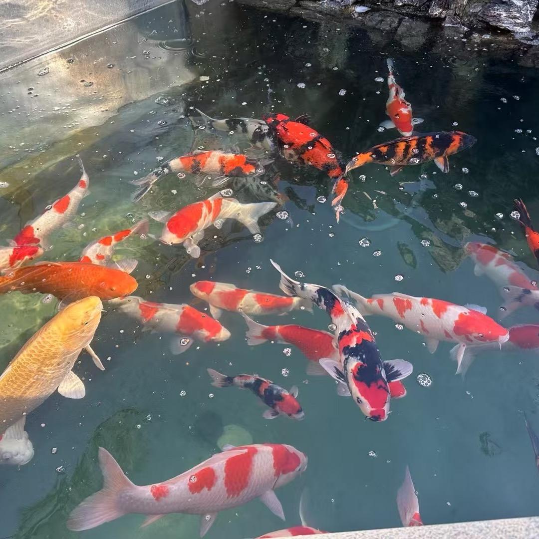 小九（宠粉号）