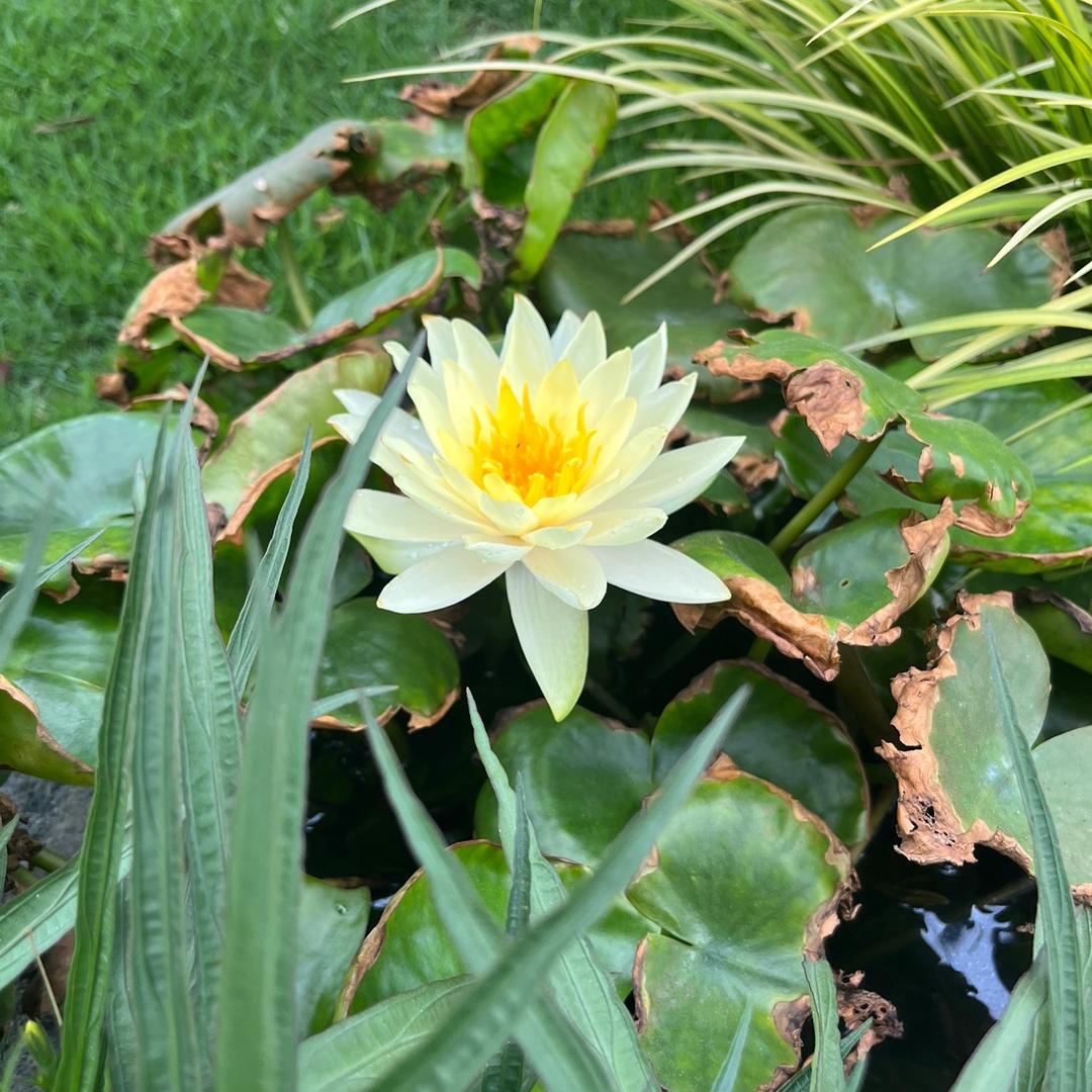 Zhouzhou